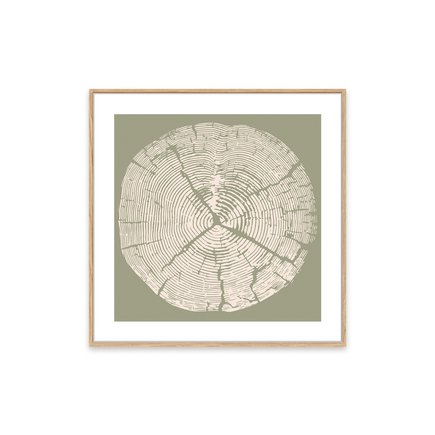 canvas pinus 1